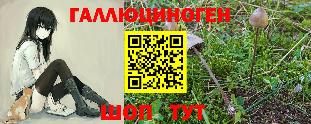 Галлюциногенные грибы Psilocybe  Вход с VPN  Каменск-Шахтинский 